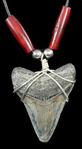 Serrated, Megalodon Tooth Necklace #47529
